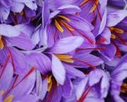 201111221929020.saffraan uit sardinie_1324423553__fi_180x180x1x1