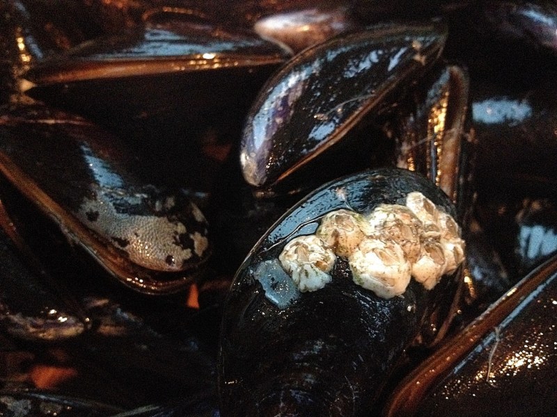 Fresh Mussels