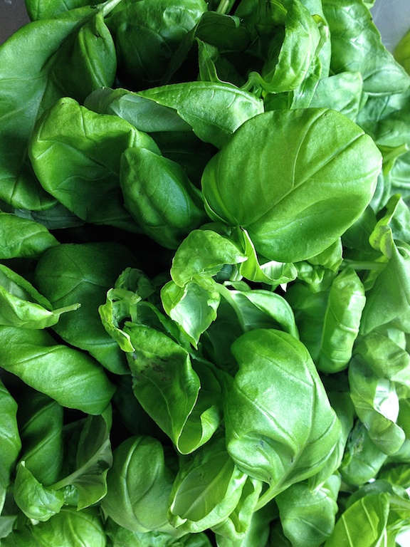 Basil leaves
