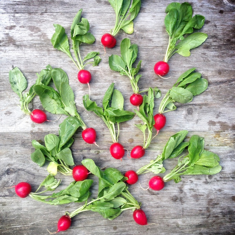 radishes kopie